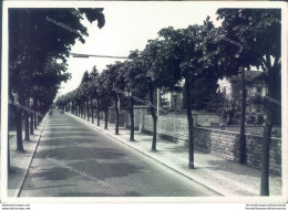 C318 - Bozza Fotografica Provincia Di Varese - Tradate  Viale Bernacchi - Varese