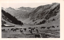 74-SAMOENS-N°4245-E/0051 - Samoëns