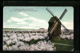 AK Werder, Windmühle Zur Baumblüte  - Molinos De Viento