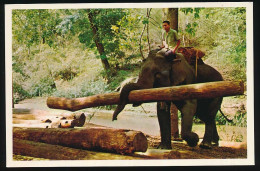 CPSM 10.5 X 15 Thaïlande (138) Trained Elephant At Work In Teak-Forest At Chiengmai  Éléphant Dressé Au Travail Dans La* - Thailand