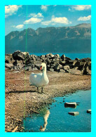 A769 / 359 Suisse Vue Du Lac Léman ( Cygne ) - Altri & Non Classificati