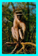 A769 / 419 Cercophithecus Singe Afrique - Monos