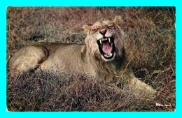 A792 / 447 LION Faune Africaine - Lion