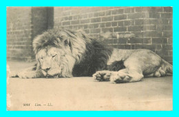 A794 / 359 LION - Lion
