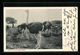 AK Half-Grown Ostriches  - Birds
