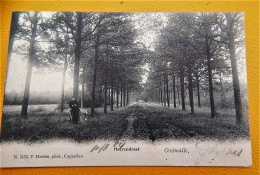 OOSTMALLE  - Heerendreef  -  1904 - Malle