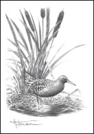 Dessin, Signé/Tekening, Getekend/Zeichnung, Gezeichnet - Râle D'eau / Waterrail / Wasserschiene / Water Rail - BUZIN - Aves Gruiformes (Grullas)