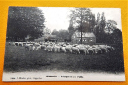 OOSTMALLE  -  Schapen In De Weide  -  1908 - Malle