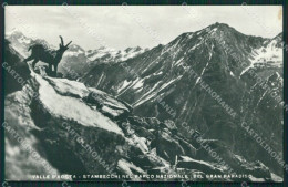 Torino Gran Paradiso Stambecchi Foto Cartolina KV3018 - Autres & Non Classés