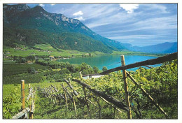 Vignes - Vignoble De Haut-Adige Entre Montagne Et Le Lac De Caldaro - Italie - CPM - Carte Neuve - Voir Scans Recto-Vers - Vignes