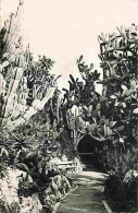 Monaco - Le Jardin Exotique - Cereus Paraguemis - Opuntia Sulfurea - Nopaleas - Aloes - Carte Neuve - CPM - Voir Scans R - Giardino Esotico