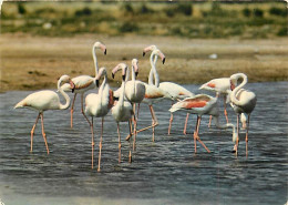 Oiseaux - Flamants Roses - Camargue - Flamingos - CPM - Voir Scans Recto-Verso - Birds