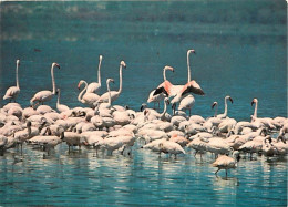 Oiseaux - Flamants Roses - Camargue - Flamingos - CPM - Voir Scans Recto-Verso - Birds