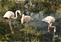 Oiseaux - Flamants Roses - Camargue - Flamingos - CPSM Grand Format - Voir Scans Recto-Verso - Birds