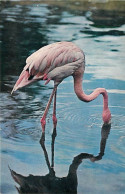 Oiseaux - Flamants Roses - Flamingos - CPM - Voir Scans Recto-Verso - Birds