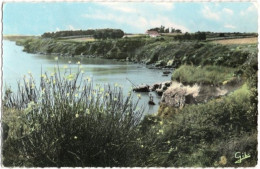 44. Pf. LA BERNERIE-EN-RETZ. Genêts Sur La Côte. 22 - La Bernerie-en-Retz