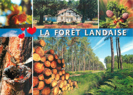 40.  FORET LANDAISE . - Zonder Classificatie