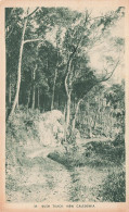 FRANCE - Bush Track - New Caledonia - Vue Générale - Vue Sur Une Allée - Carte Postale Ancienne - Nouvelle Calédonie