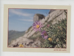 Aster Alpinus - Alpenaster, Aster Des Alpes, Habitat Entre 800 Et 2800 Mètres (diffucartes N°648) - Fiori