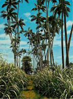 Ile De La Réunion - Palmiers Et Cannes à Sucre - CPM - Voir Scans Recto-Verso - Andere & Zonder Classificatie