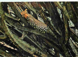 Afrique - East Africa - Arican Wildlife - Leopard Resting On A Tree - Voir Timbre De Tanzanie - CPM - Voir Scans Recto-V - Zonder Classificatie