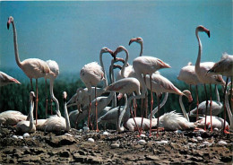 Oiseaux - Flamants Roses - Flamingos - CPM - Voir Scans Recto-Verso - Vögel