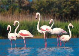 Oiseaux - Flamants Roses - Camargue - Flamingos - CPM - Voir Scans Recto-Verso - Vögel