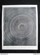Rotazione Delle Stelle Attorno Al Polo Celestre (11h 45m) Stampa Del 1903 - Other & Unclassified