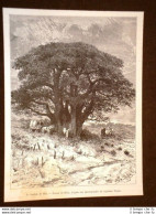 Sudan Francaise En 1889 Le Baobab De Sidi - Avant 1900