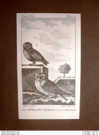 Scops O Piccioldugo E Fresaia Incisione Rame Del 1813 Buffon Uccello Ornitologia - Voor 1900