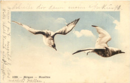 Möwen - Birds