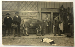 Rare Carte Photo - Maréchal Ferrant - Ferrant Une Vache - Belle Animation 6 Personnages - Morvan ?? - Berufe