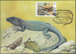 Espagne 1999 Y&T 3184 Sur Carte Maximum. Lézard Géant D'El Hierro, Gallotia Simonyi Machadoi - Altri & Non Classificati