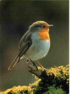 Animaux - Oiseaux - Rouge Gorge - CPM - Carte Neuve - Voir Scans Recto-Verso - Birds