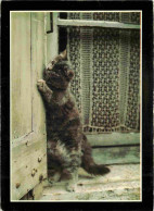 Animaux - Chats - CPM - Voir Scans Recto-Verso - Gatos