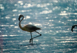 Oiseaux - Flamants Roses - Camargue - Flamingos - CPM - Voir Scans Recto-Verso - Birds