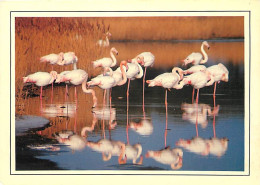 Oiseaux - Flamants Roses - Flamingos - CPM - Voir Scans Recto-Verso - Birds