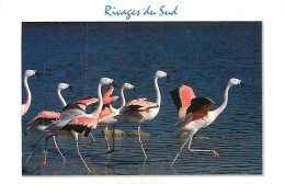 Oiseaux - Flamants Roses - Flamingos - CPM - Voir Scans Recto-Verso - Birds