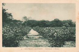 FRANCE - Nouvelle Calédonie - Colonneraie à Koumac - Vue Générale - Carte Postale Ancienne - Orleans