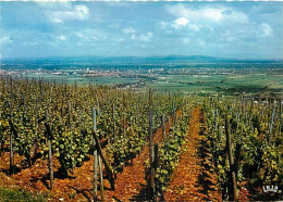 Vignes - Entre Vosges Et Foret Noire - A L'arrière Plan Colmar - Carte Dentelée - CPSM Grand Format - Carte Neuve - Voir - Wijnbouw