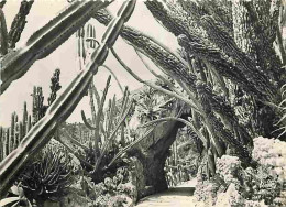 Monaco - Le Jardin Exotique - CPM - Voir Scans Recto-Verso - Exotische Tuin