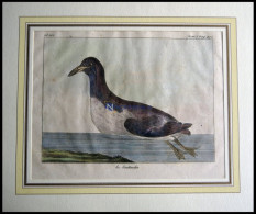 Der Schwimmvogel (le Stuttnefa), Kolorierter Kupferstich Von Olafsen Aus Atlas Du Voyage En Islande Von 1802 - Litografia