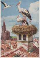 VOGEL Tier Vintage Ansichtskarte Postkarte CPSM #PBR728.A - Vögel