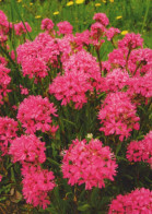 FLOWERS Vintage Postcard CPSM #PAR646.GB - Fleurs