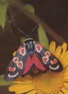 BUTTERFLIES Animals Vintage Postcard CPSM #PBS442.GB - Butterflies