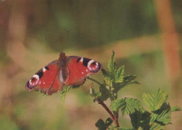 MARIPOSAS Animales Vintage Tarjeta Postal CPSM #PBS443.ES - Schmetterlinge