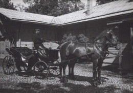 CABALLO Animales Vintage Tarjeta Postal CPSM #PBR921.ES - Caballos