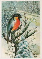 UCCELLO Animale Vintage Cartolina CPSM #PAN029.IT - Birds