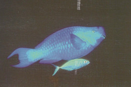 FISCH Vintage Ansichtskarte Postkarte CPSMPF #PKG950.DE - Fische Und Schaltiere