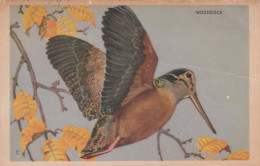 UCCELLO Vintage Cartolina CPSMPF #PKG952.IT - Oiseaux